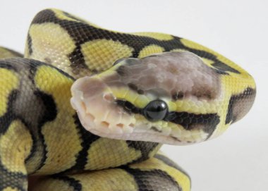 Kraliyet / top piton yavru yılanı