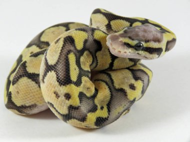 Kraliyet / top piton yavru yılanı