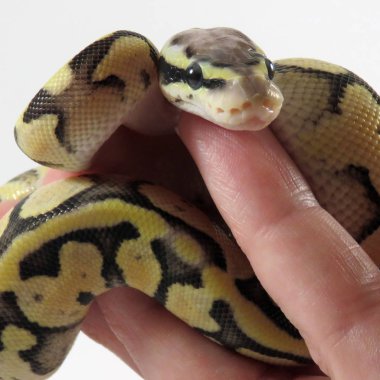 Kraliyet / top piton yavru yılanı