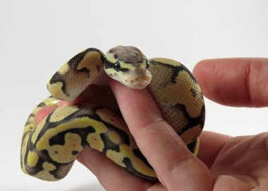 Kraliyet / top piton yavru yılanı