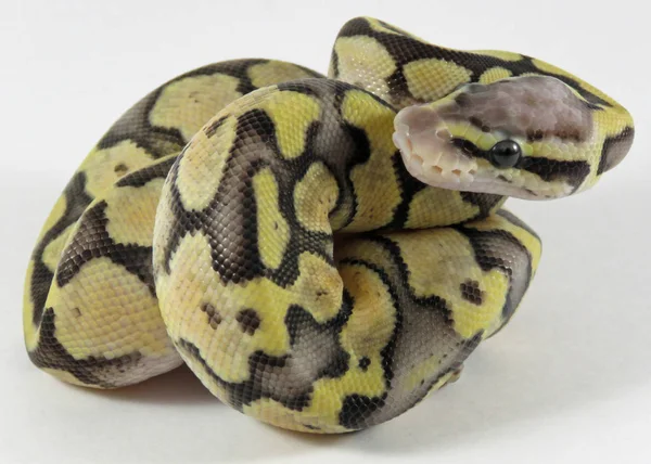 Royal / bola python bebé serpiente — Foto de Stock