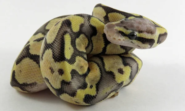 Royal / bola python bebé serpiente — Foto de Stock