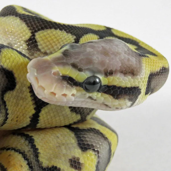 Royal / bola python bebé serpiente — Foto de Stock