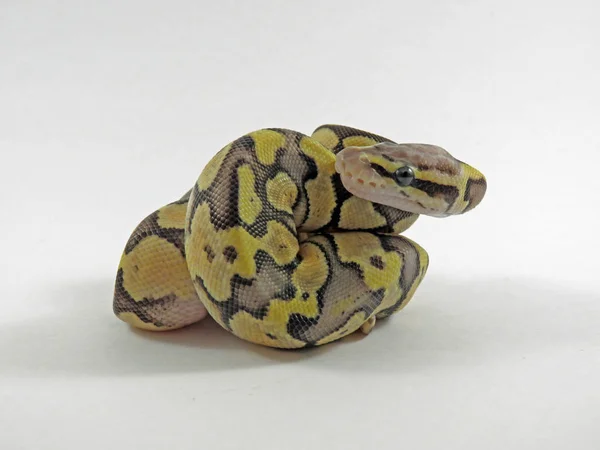 Royal / bola python bebé serpiente — Foto de Stock