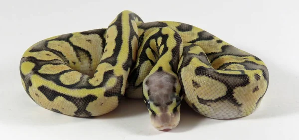 Royal / bola python bebé serpiente — Foto de Stock