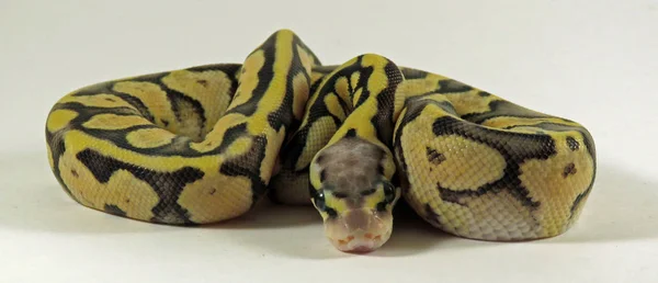 ロイヤル/ボールパイソンの赤ちゃんヘビ — ストック写真