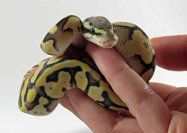 Royal / bola python bebê cobra — Fotografia de Stock