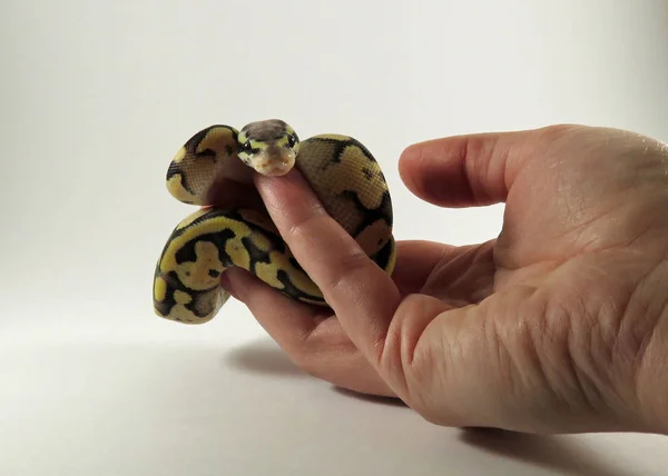 Královská / koule python dítě had — Stock fotografie