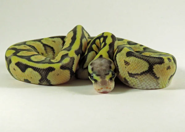 Royal / Ball Python Baby Schlange — Stockfoto