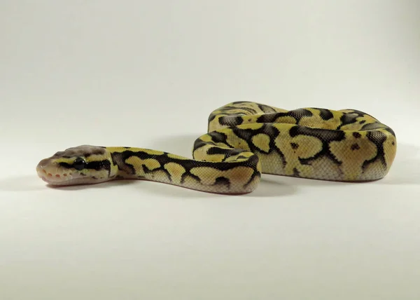 Kraliyet / top piton yavru yılanı