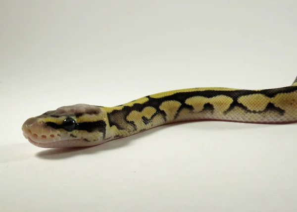 Koninklijk / bal python baby slang — Stockfoto