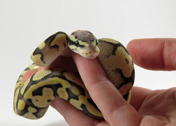 Kraliyet / top piton yavru yılanı