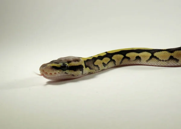 Royal Ballon Python Bebe Serpent Image Libre De Droit Par Lizzylou C