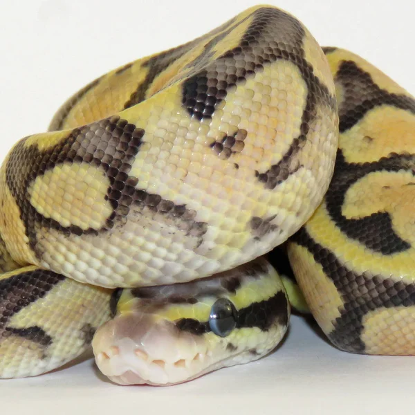 Royal / bola python bebé serpiente — Foto de Stock