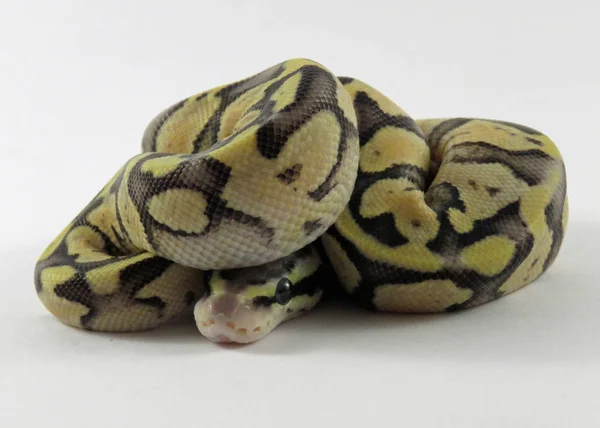 Koninklijk / bal python baby slang — Stockfoto