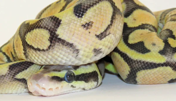 Royal / bola python bebé serpiente — Foto de Stock
