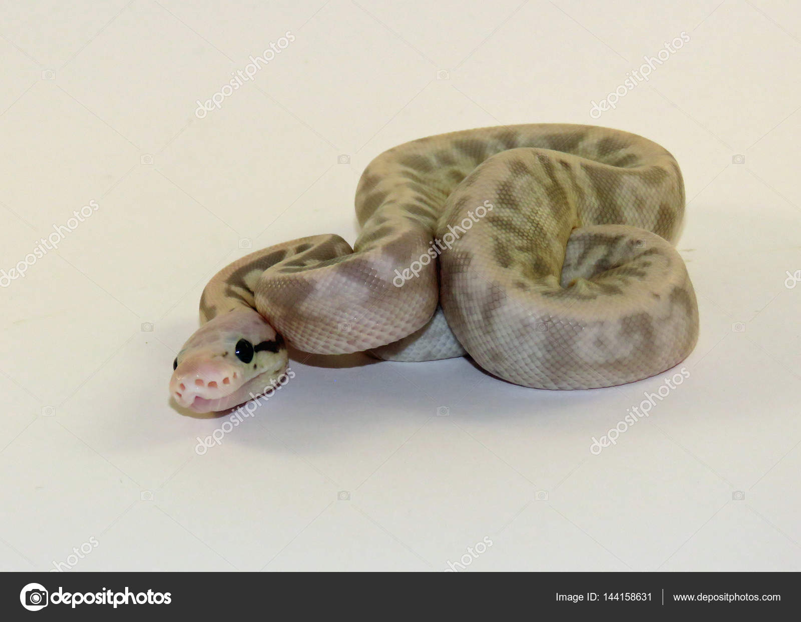 Royal Ball Python Baby Snakes Stock Photo Image By C Lizzylou Royal Ball Python Baby Snakes Stock Photo Image By C Lizzylou