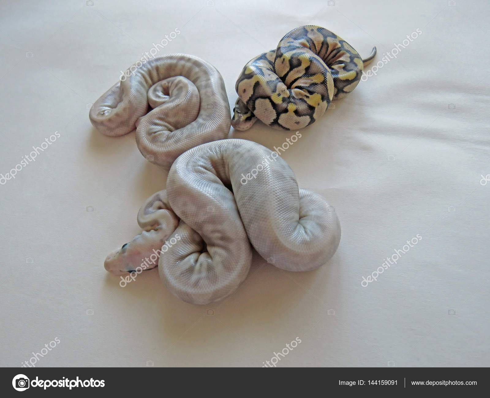 Baby Ball Pythons Images Libres De Droit Photos De Baby Ball Pythons Depositphotos Baby Ball Pythons Images Libres De Droit Photos De Baby Ball Pythons Depositphotos