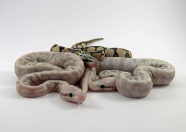 Kraliyet / top piton bebek yılanları