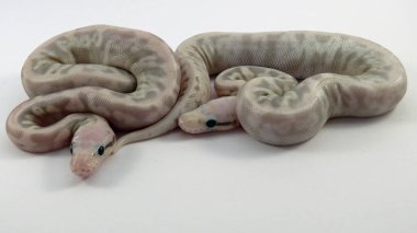 Kraliyet / top piton bebek yılanları