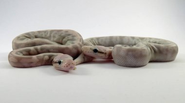 Kraliyet / top piton bebek yılanları