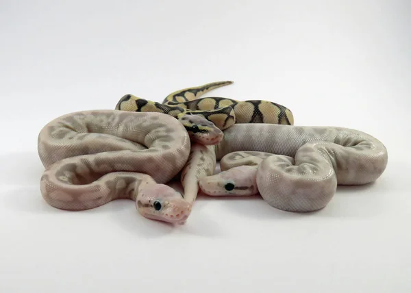 Королівські / кулькові пітонні змії — стокове фото