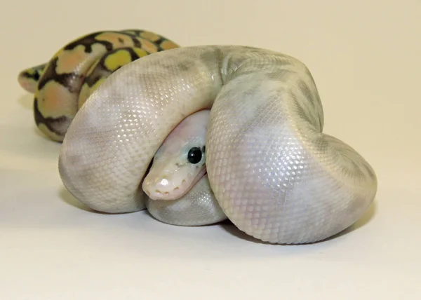 Royal / bola python bebé serpiente — Foto de Stock