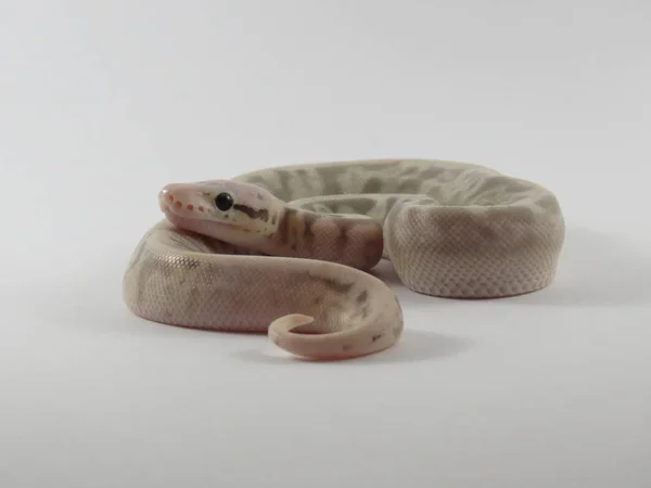 Royal / bola python bebé serpiente — Foto de Stock