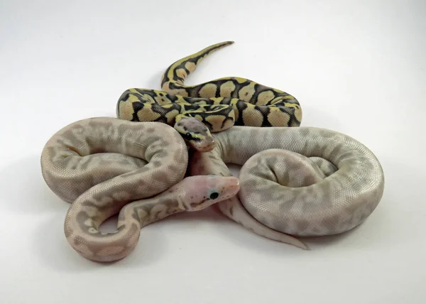Royal / bola python cobras bebê — Fotografia de Stock