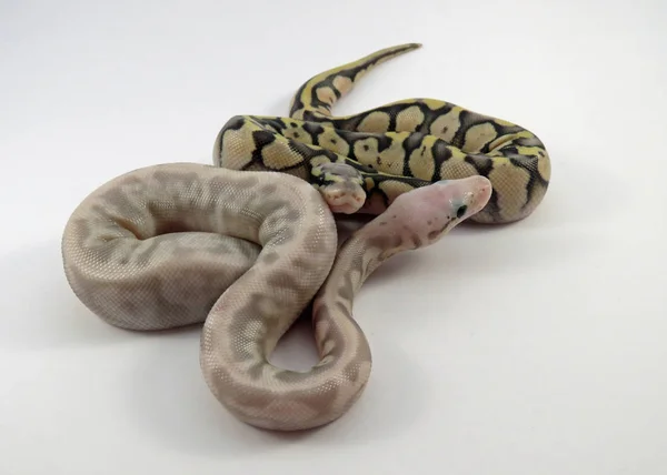 Royal / bola python cobras bebê — Fotografia de Stock