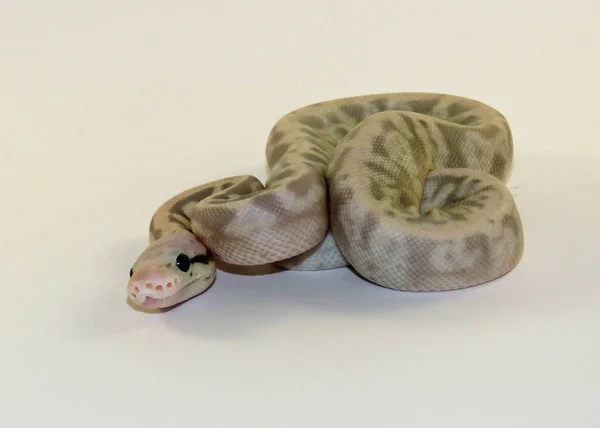 Royal / bola python bebé serpientes — Foto de Stock