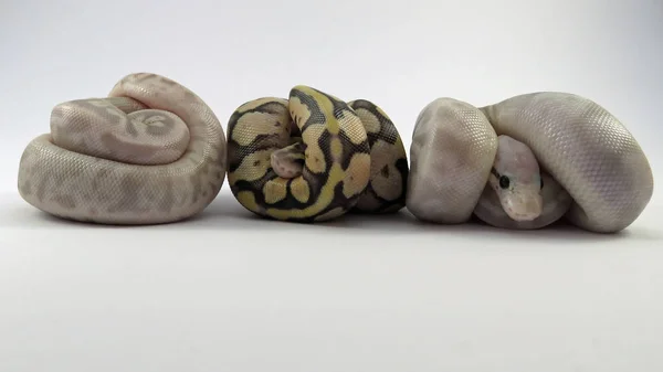 Βασιλική / μπάλα python μωρό φίδια — Φωτογραφία Αρχείου