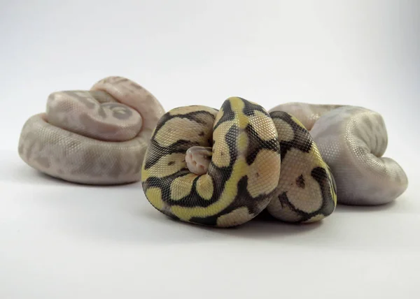 Royal / Ball Python Baby Schlangen — Stockfoto