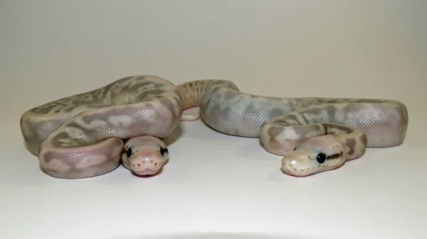 Royal / bola python bebé serpientes — Foto de Stock