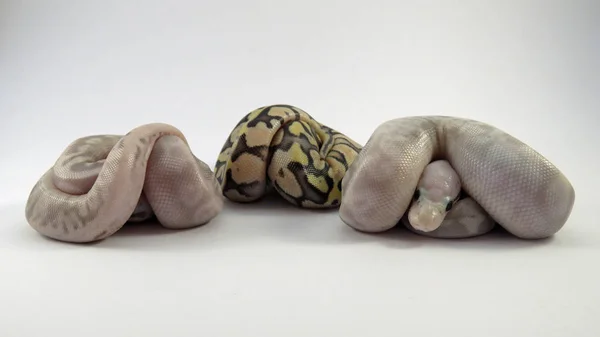 ロイヤル/ボールパイソンの赤ちゃんヘビ — ストック写真
