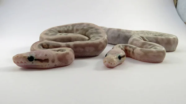 Kraliyet / top piton bebek yılanları — Stok fotoğraf