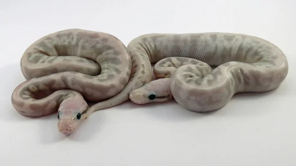 Royal / ballon python bébé serpents — Photo