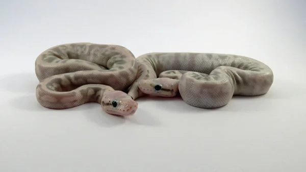 Royal / ballon python bébé serpents — Photo