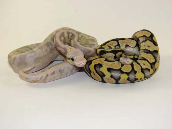 Koninklijk / bal python baby slangen — Stockfoto