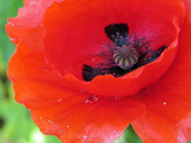 Tek kırmızı gelincik