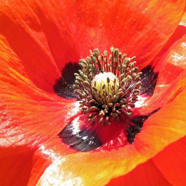 Tek kırmızı gelincik