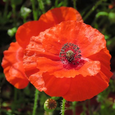 Tek kırmızı gelincik