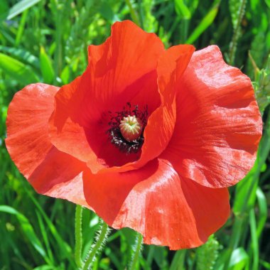 Tek kırmızı gelincik