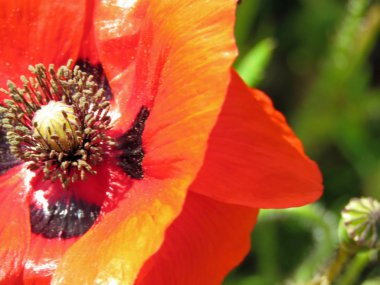 Tek kırmızı gelincik