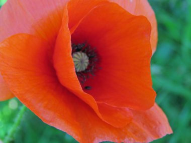 Tek kırmızı gelincik