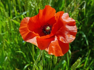 Tek kırmızı gelincik