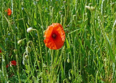 Tek kırmızı gelincik
