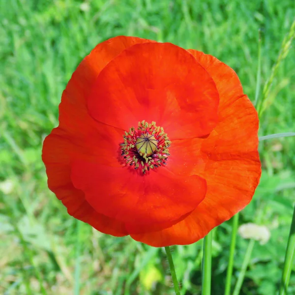 Amapola roja única — Foto de Stock