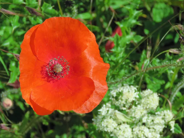 Amapola roja única —  Fotos de Stock