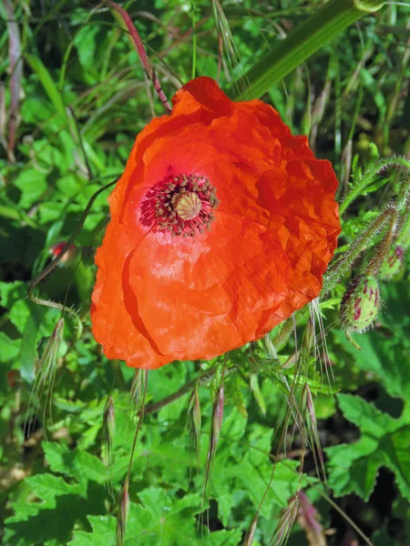 Single Red Poppy — Stock Photo, Image